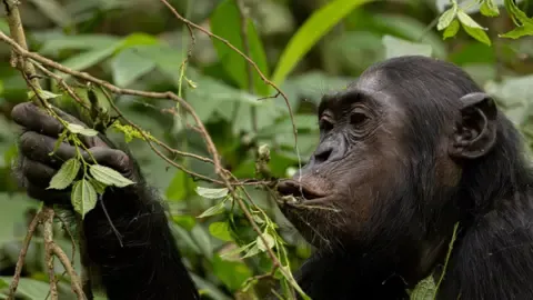 Chimpanzees Ingesting an Amount Equal of a Beer Per Day from Ripe Produce, Research Finds
