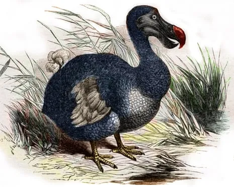 Researchers Assert They’ve Made a ‘Pivotal Step’ in Reviving the Extinct Bird for the First Time in 300 Years
